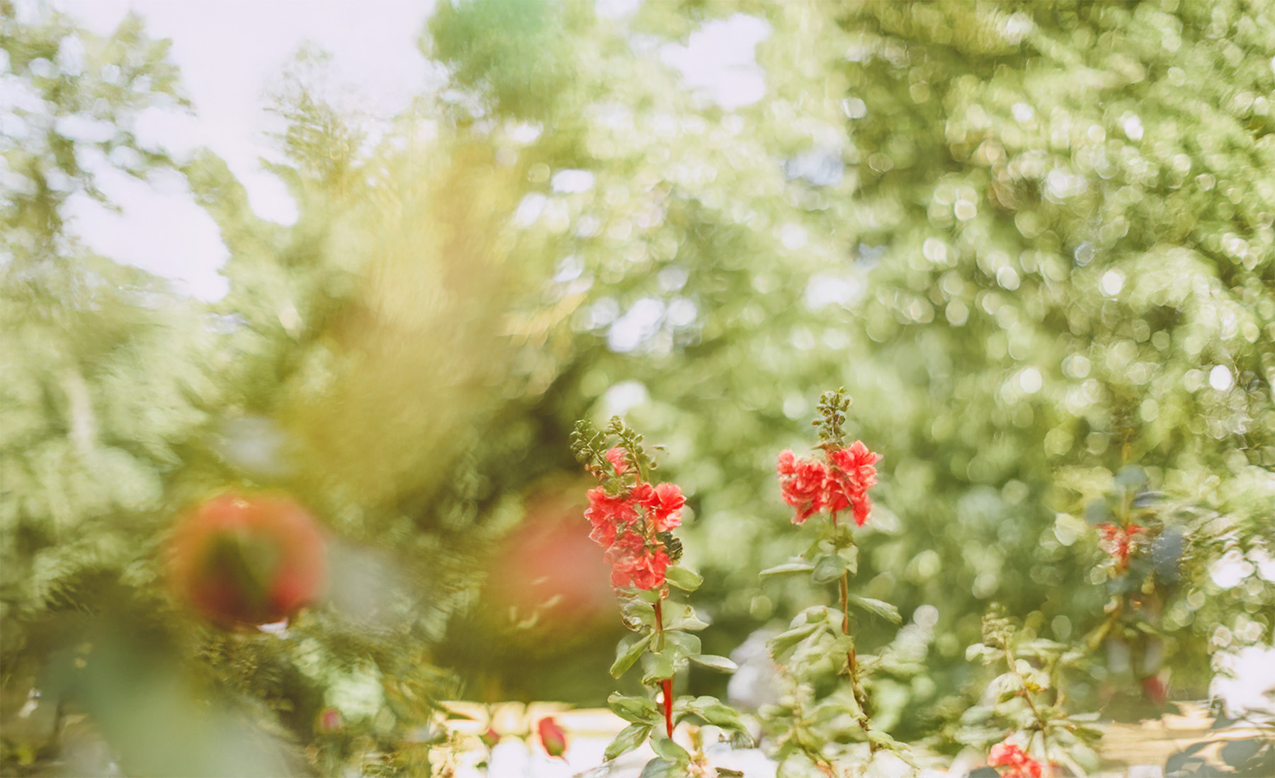 caregiver and woman in garden-bk