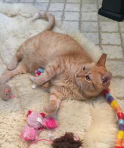 Babs, community pet listing photo