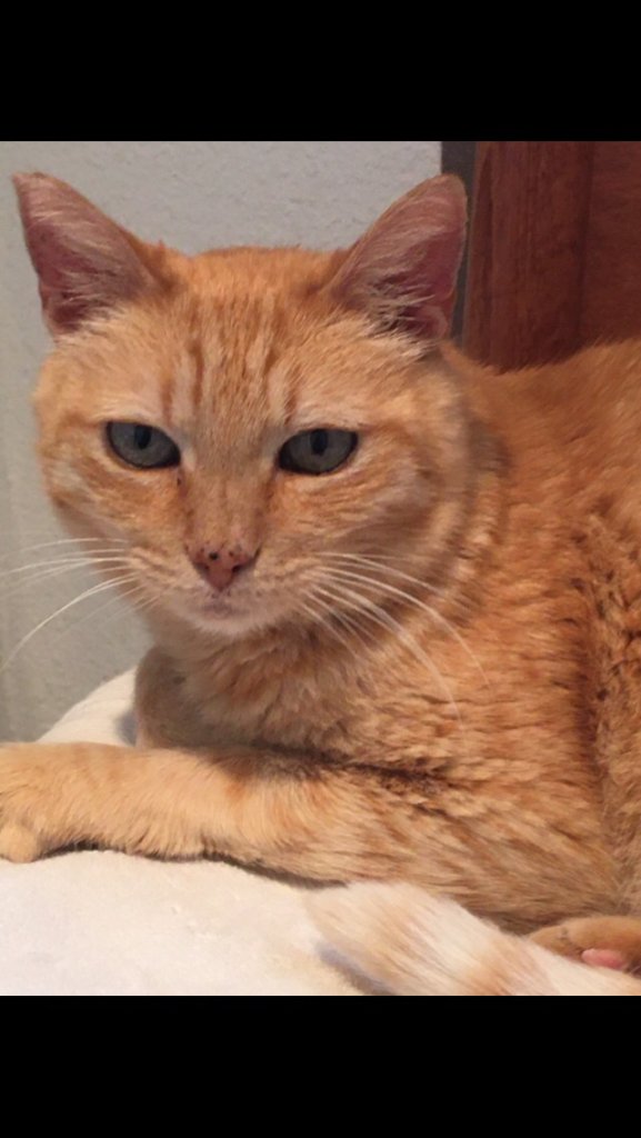 Babs, community pet listing photo