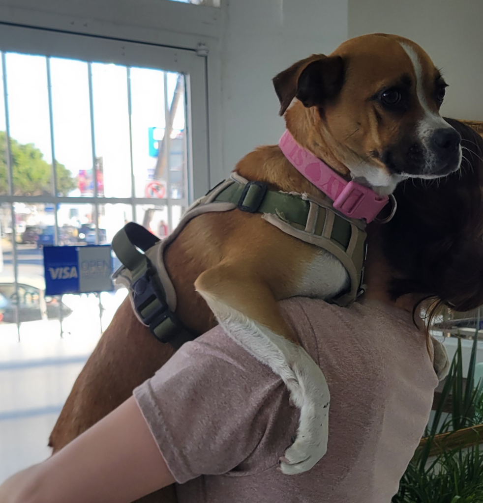 Coco, community pet listing photo