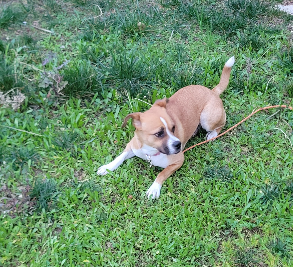 Coco, community pet listing photo