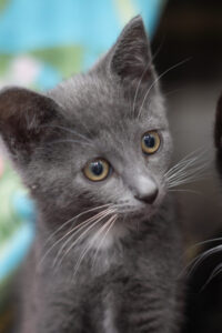 Evangeline, a blue and white kitten