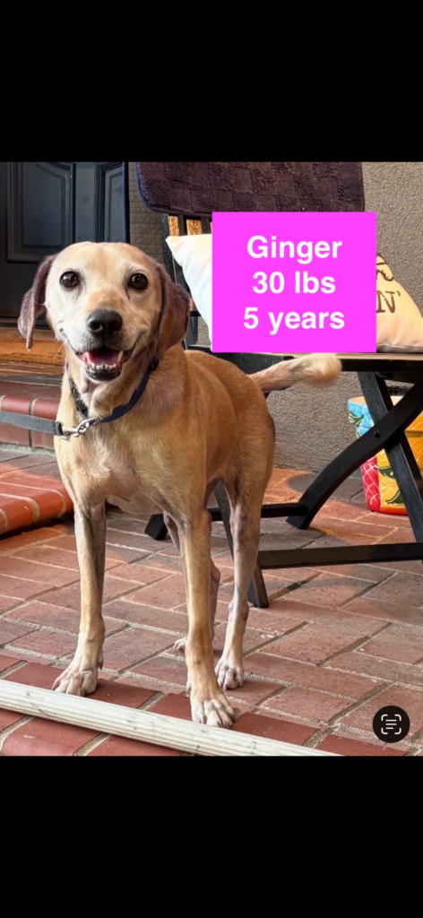 Ginger, community pet listing photo