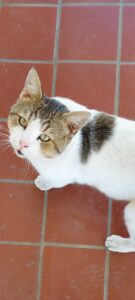 Gustavo, community pet listing photo