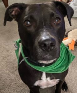 Holly, community pet listing photo