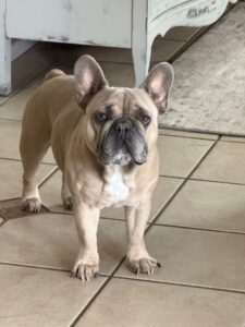 Hugo, a French Bulldog listed for private rehoming