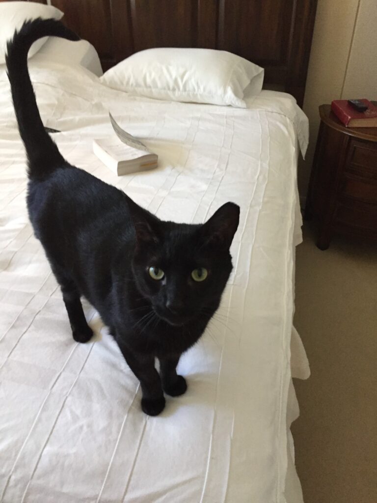 Kylo, community pet listing photo