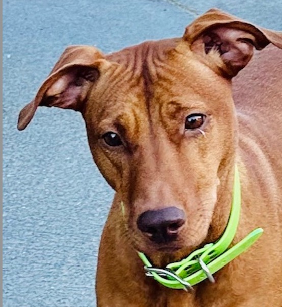 Leilani, community pet listing photo