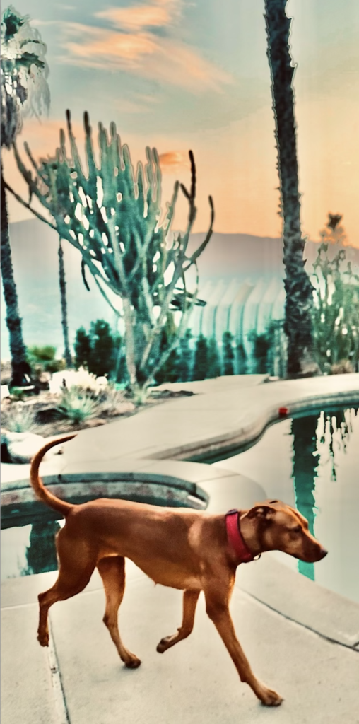 Leilani, community pet listing photo