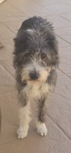 Leo, community pet listing photo
