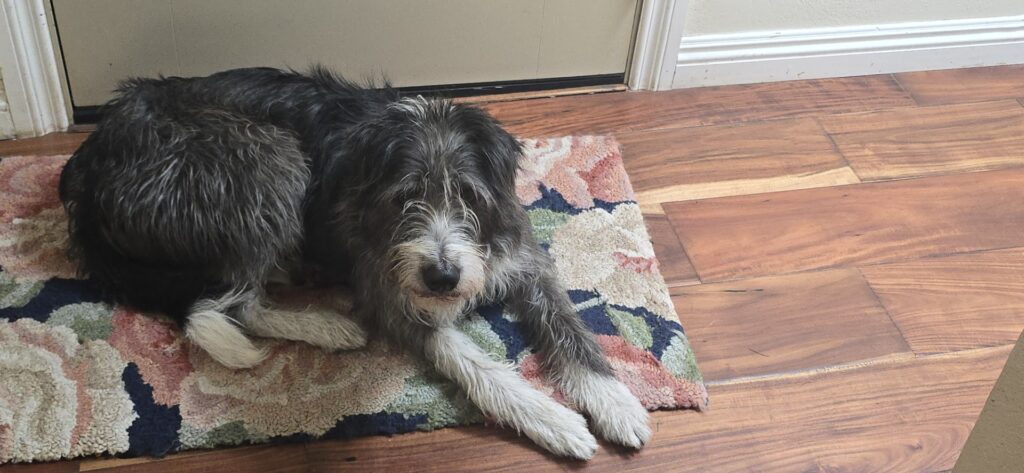 Leo, community pet listing photo