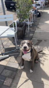 Mabel, community pet listing photo