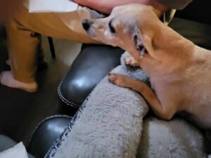 Mario, community pet listing photo