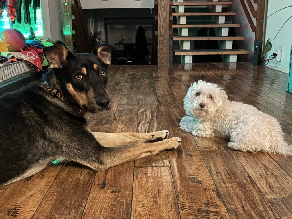 Mezcal, community pet listing photo