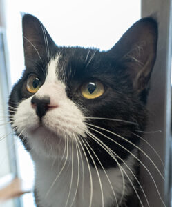 Mochi, a black and white domestic short hair cat