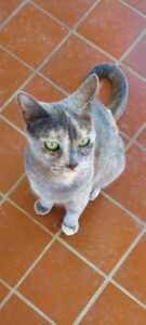Ms. P, community pet listing photo