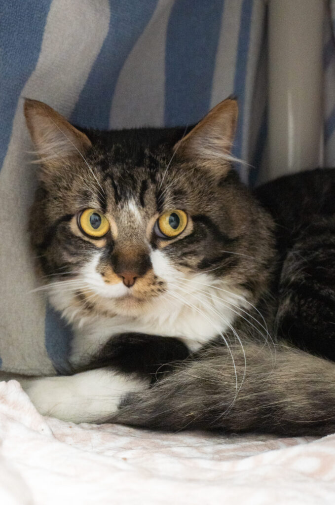 Pistachio, a brown tabby and white domestic medium hair cat
