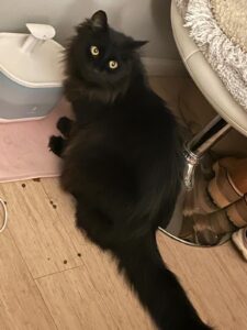 Sable, community pet listing photo