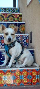 Sancho, community pet listing photo