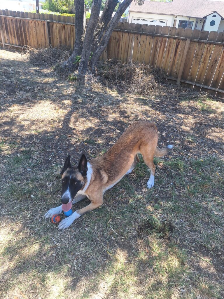 Teddy, community pet listing photo