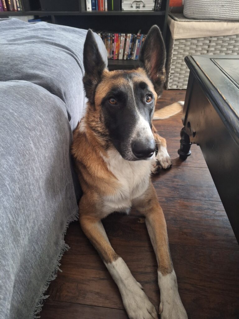 Teddy, community pet listing photo