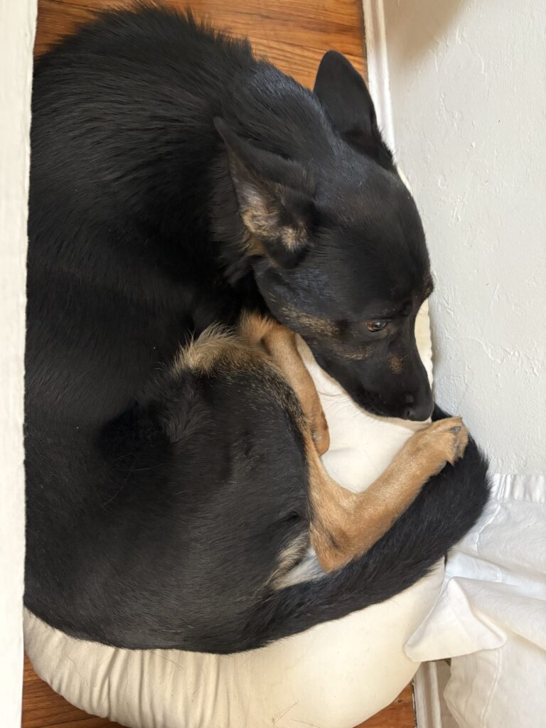 Zebedee, community pet listing photo
